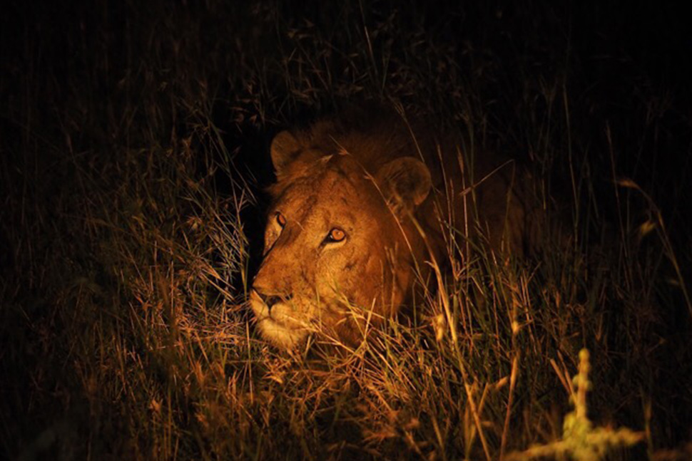 Safari notturno